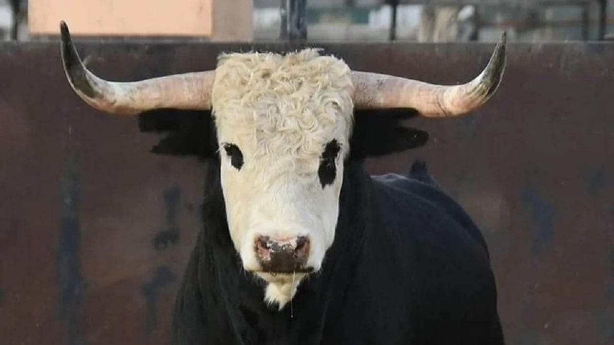 Los ‘caras blancas’: la misteriosa procedencia de los toros de Julián Carpio