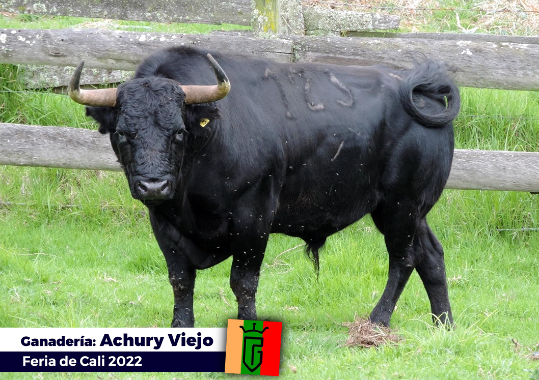 Los toros de Achury Viejo para la Feria de Cali