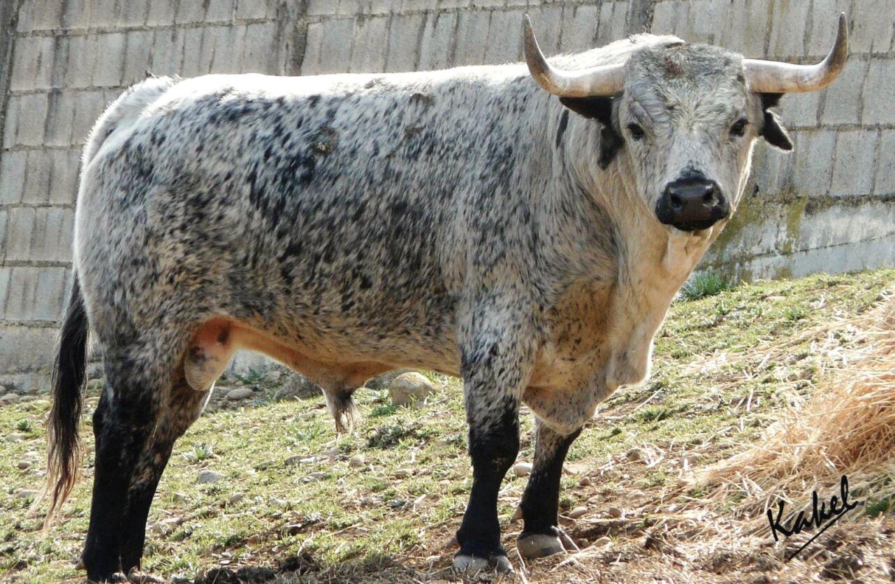 Los toros de Los Maños para la cita del Domingo de Ramos de Las Ventas