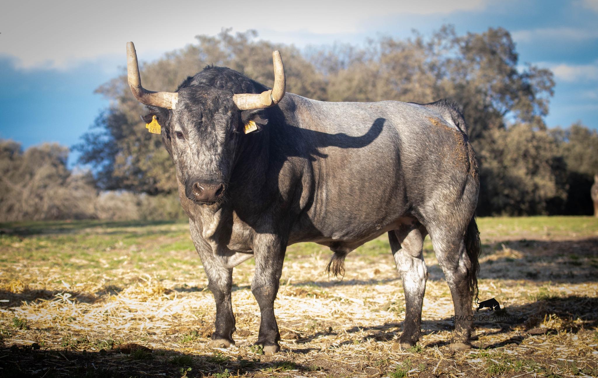 Uno de José Escolar para Pamplona
