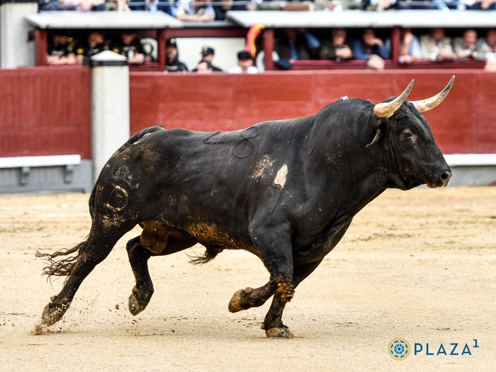 Feria de San Isidro: La Puerta Grande era del ganadero.