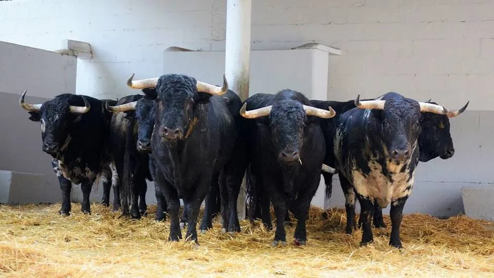 Pamplona ya huele a toro: Llegan los primeros toros para San Fermín
