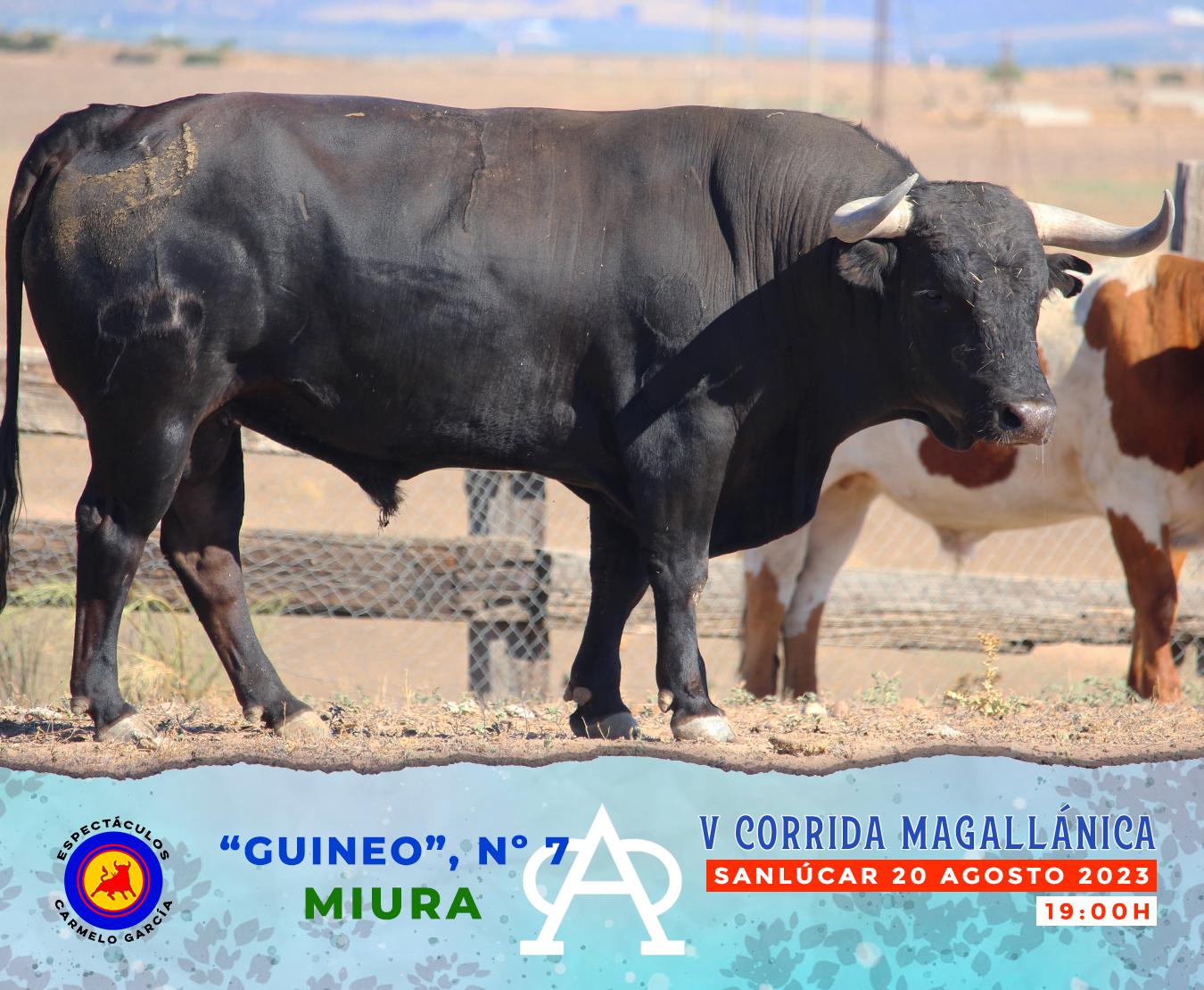 Esaú Fernández indulta a ‘Guineo’, de Miura en Sanlúcar de Barrameda