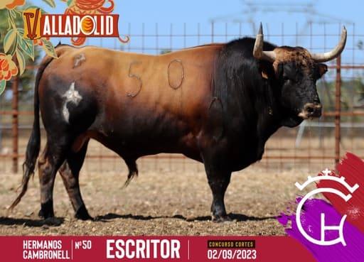 Los impresionantes novillos para la final del I Campeonato Mundial de Cortes