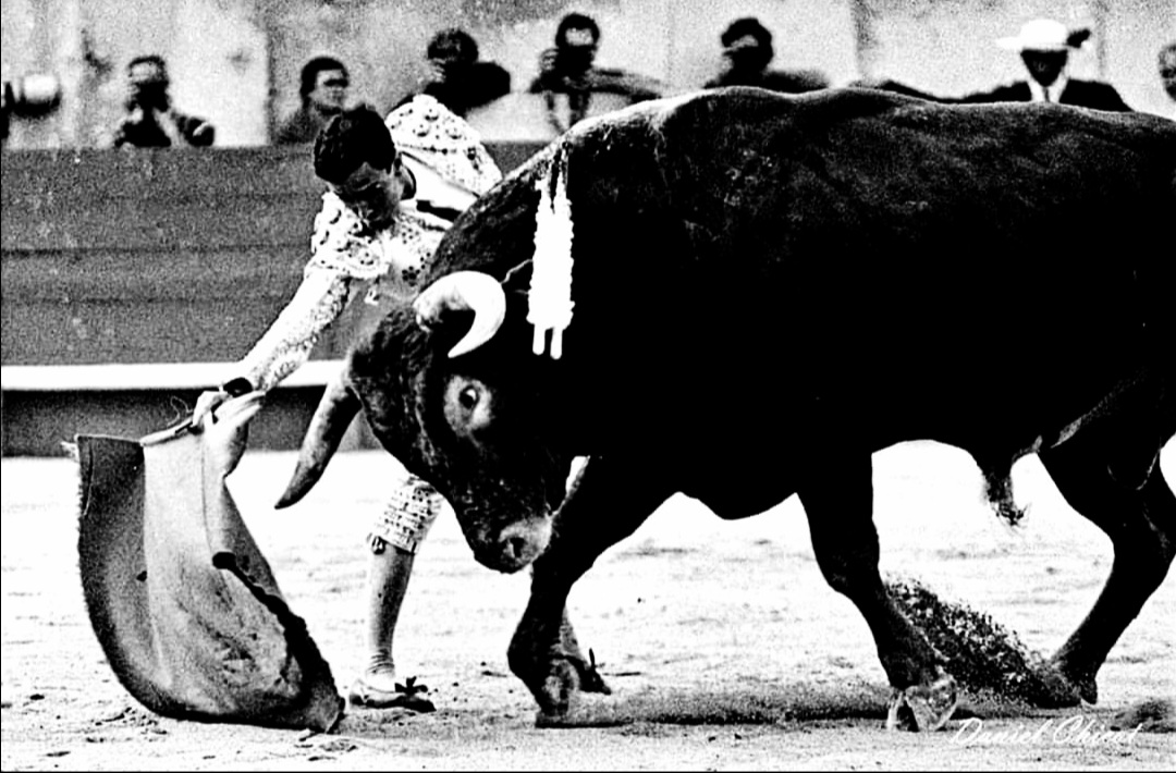 Domingo Valderrama con un Miura:David contra Goliath