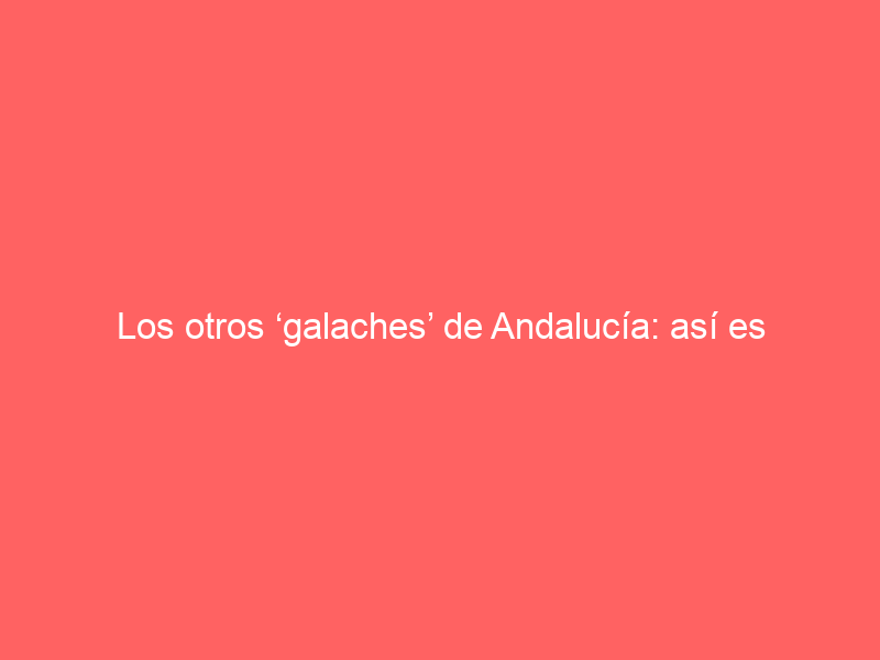 Los otros ‘galaches’ de Andalucía: así es la nueva ganadería de encaste Vega Villar en Linares