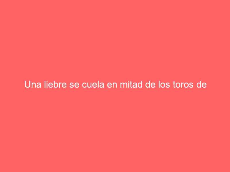 Una liebre se cuela en mitad de los toros de Araúz de Robles en el encierro de Cuéllar: así sale del apuro