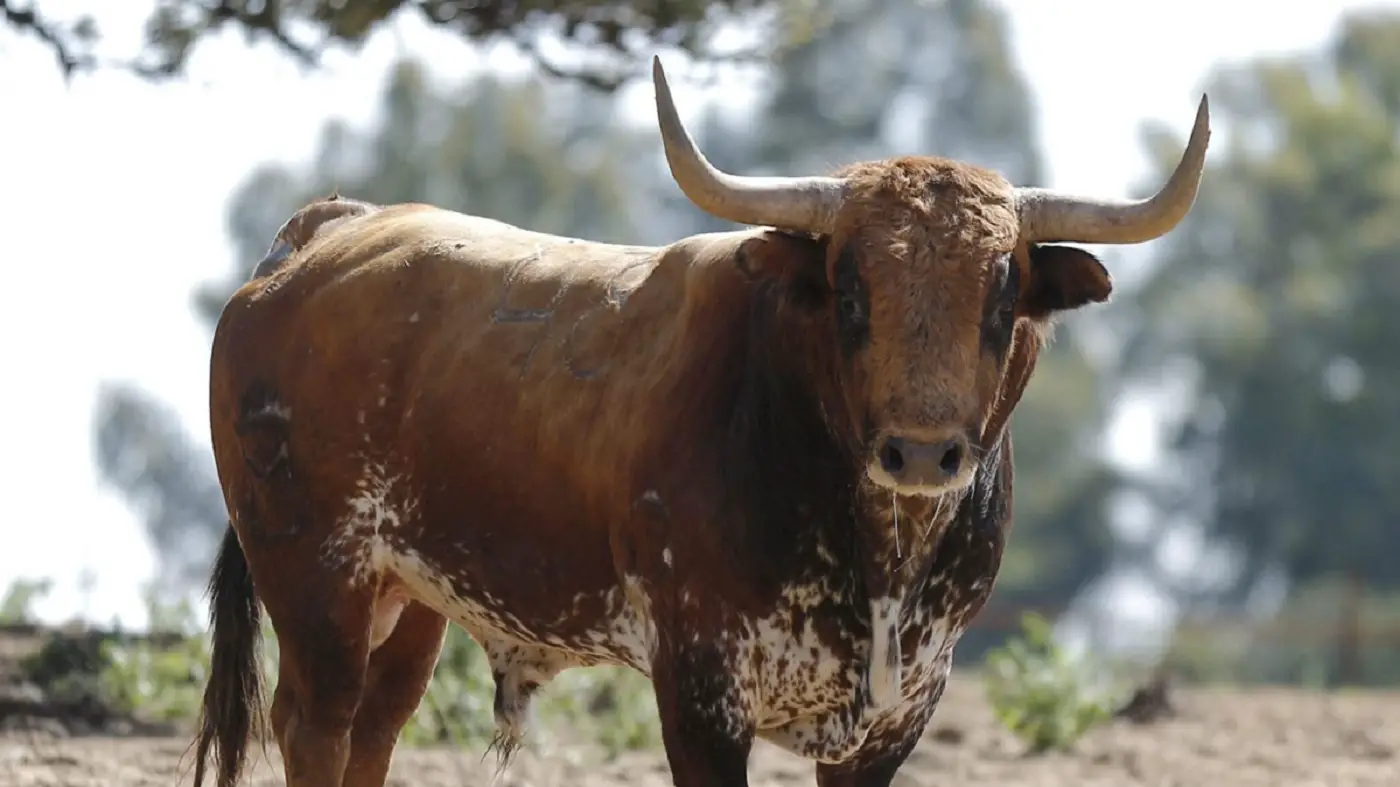 Se lidian los dos últimos toros que quedaban de Conde de la Maza