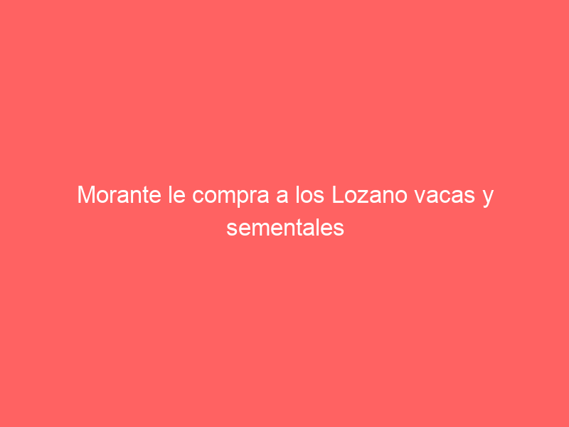 Morante le compra a los Lozano vacas y sementales de Alcurrucén para su nueva ganadería