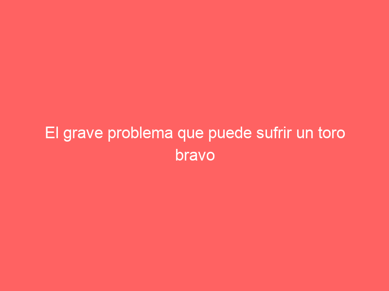 El grave problema que puede sufrir un toro bravo si se le echa de comer fuera de su hora habitual
