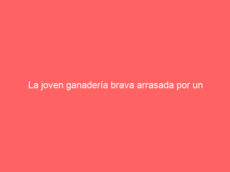 La joven ganadería brava arrasada por un incendio y por los lobos en Ávila que ha ‘resucitado’: esta es su dura historia