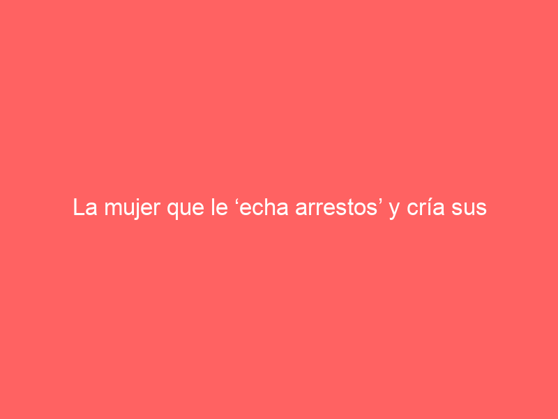 La mujer que le ‘echa arrestos’ y cría sus toros de Santa Coloma en Sierra Morena: «Estamos pasándolo mal»