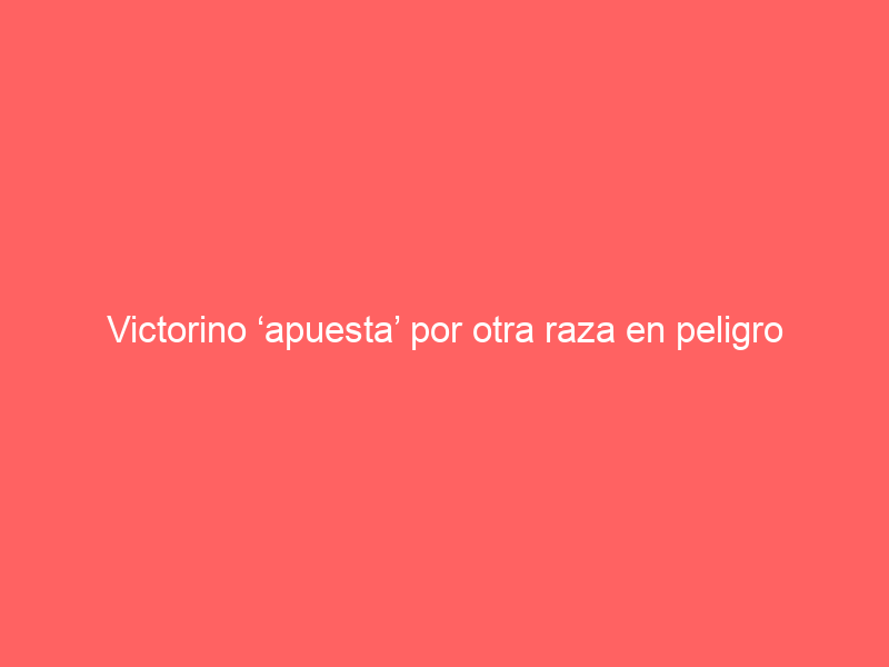 Victorino ‘apuesta’ por otra raza en peligro de extinción (además de Monteviejo)