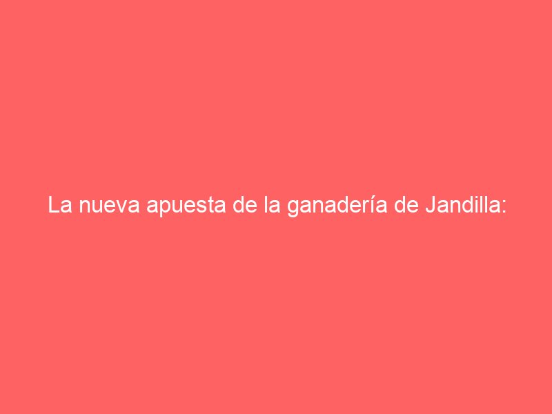 La nueva apuesta de la ganadería de Jandilla: dedica 309 hectáreas al cultivo del olivar superintensivo