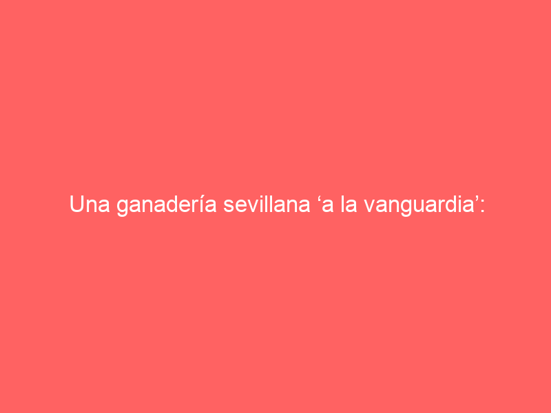 Una ganadería sevillana ‘a la vanguardia’: introduce un ave entre sus toros para evitar que le ‘roben’ la comida