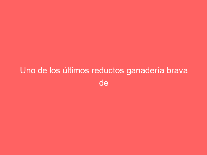 Uno de los últimos reductos ganadería brava de la familia Gil ‘se va’ a Sevilla