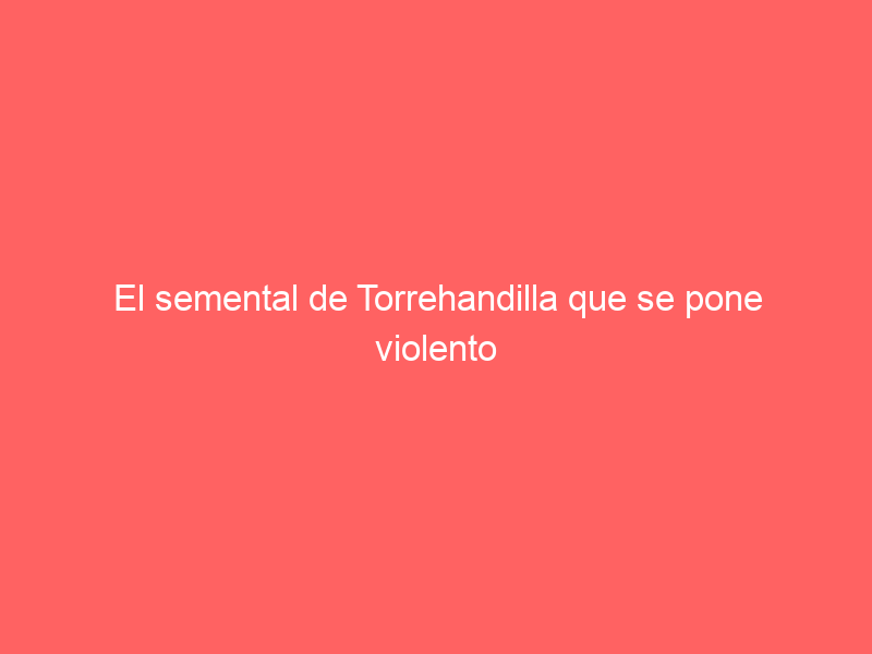 El semental de Torrehandilla que se pone violento cuando huele las vacas en celo a 1,5 kilómetros de distancia