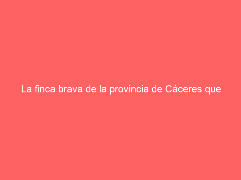 La finca brava de la provincia de Cáceres que acaba de salir a la venta por 6,6 millones