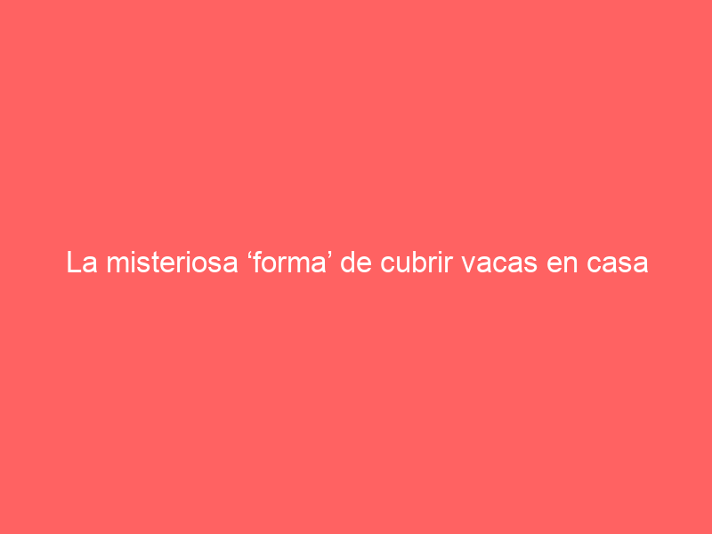 La misteriosa ‘forma’ de cubrir vacas en casa de Cuadri: esta es la razón por la que no se tienta a los sementales