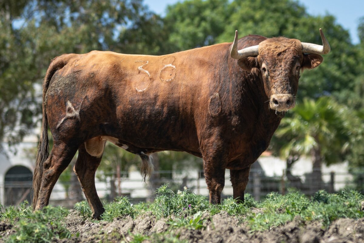 Los toros de Álvaro Núñez para la Feria de San Jorge de Zaragoza – Aplausos.es