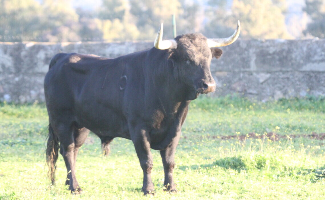 La espectacular corrida concurso de Vic-Fezensac