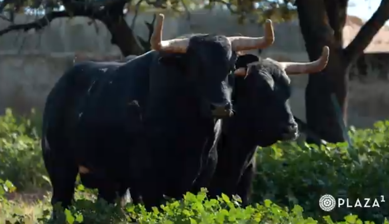 Imponentes toros de Arauz de Robles para Las Ventas