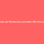 El hato de Montecristo promedió 480 kilos para la segunda corrida sanmarqueña