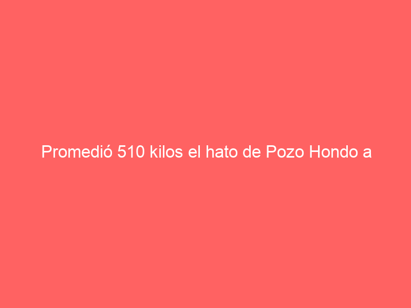 Promedió 510 kilos el hato de Pozo Hondo a lidiarse este jueves en el serial sanmarqueño