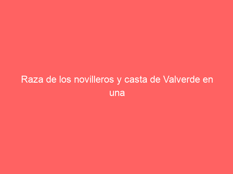 Raza de los novilleros y casta de Valverde en una novillada en medio de un vendaval de 80 km/h