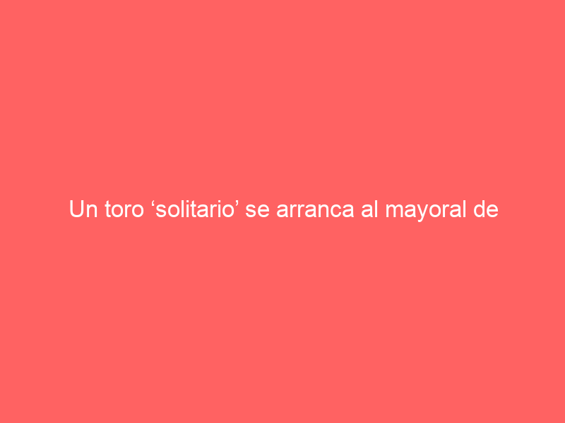 Un toro ‘solitario’ se arranca al mayoral de Torrehandilla al intentar ‘quitarle’ su querencia: así se salvó