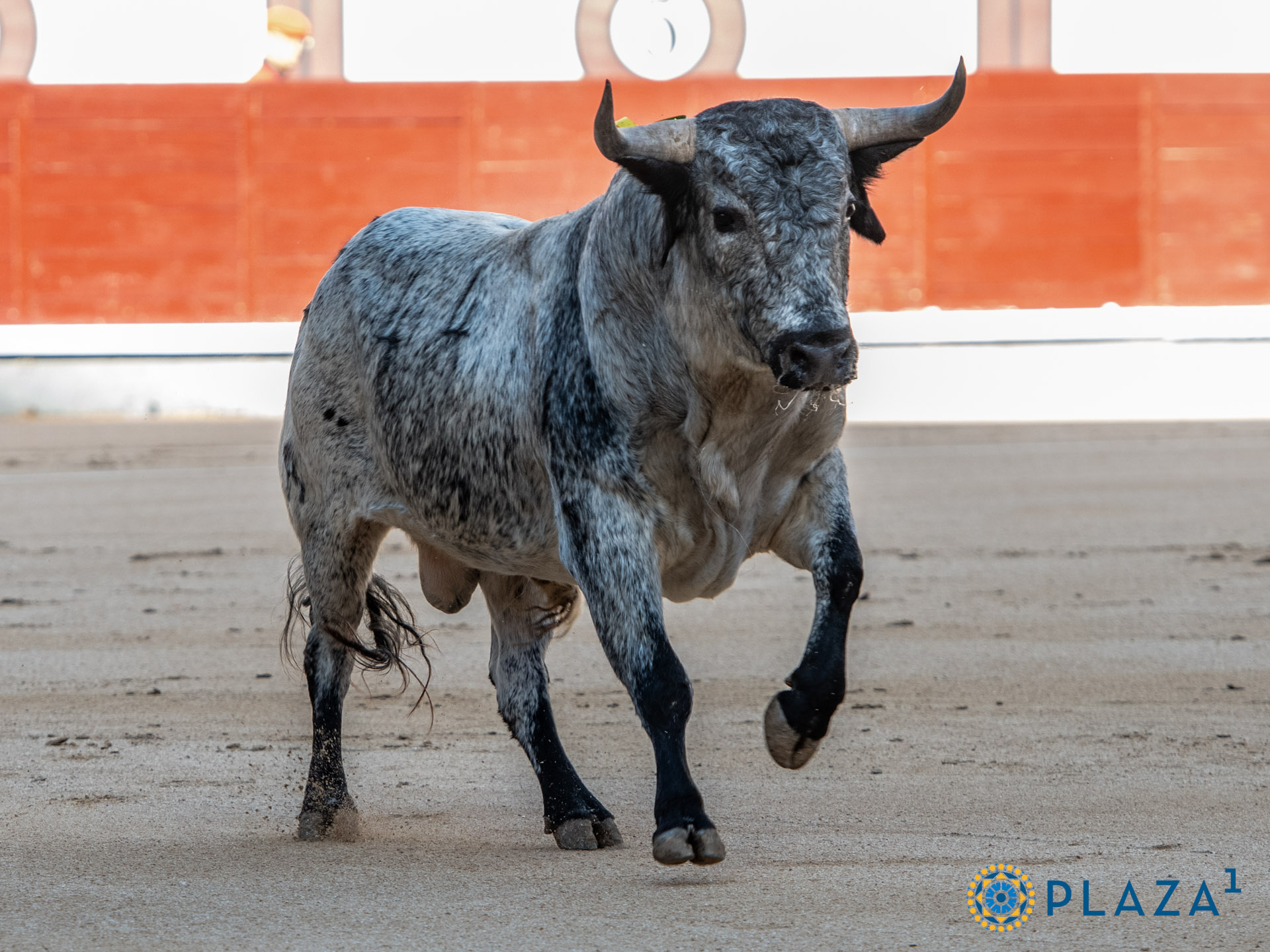 En Las Ventas… La terna superó con entrega a los novillos de Los Maños