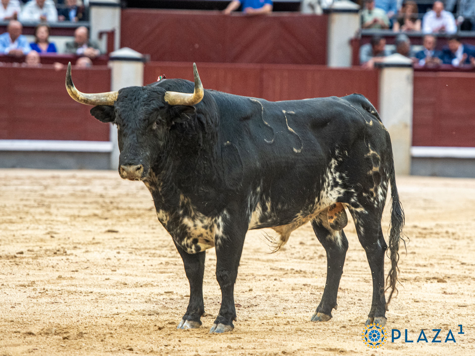 BASTONITO Nº 35,NEGRO SALPICADO de 592 kg:EXTRAORDINARIO