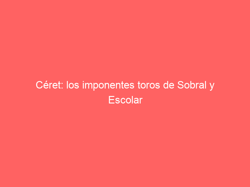 Céret: los imponentes toros de Sobral y Escolar que se lidiarán en su Feria