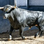 Seis novillos de Couto de Fornhilos para esta noche en Las Ventas