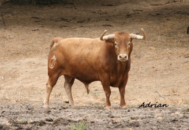 Toro de Monteviejo para la Fira d’Onda