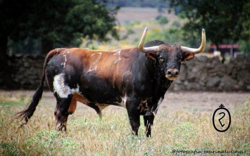 Toro del cajón de Numancia de la Sagra