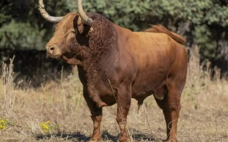 TORO DE LA VEGA 2024