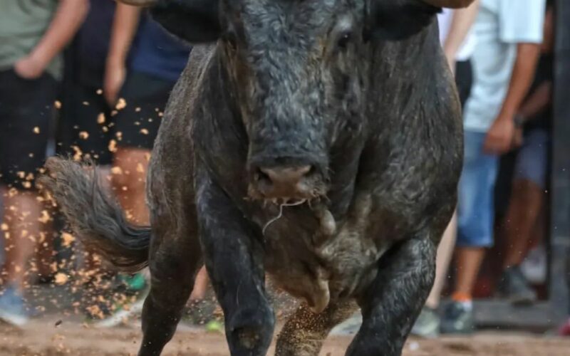 Toro de Adolfo Martín en Nules ,Sant Bartomeu 2024