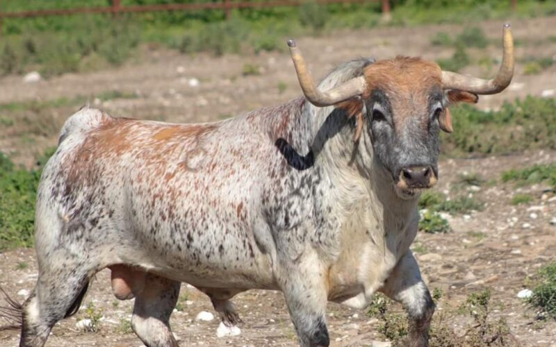 Toro de Cebada que iba a Pamplona y ha sido comprado para Onda