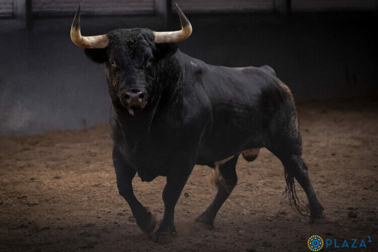 Seriedad y belleza en el desembarque de los toros de Dolores Aguirre y Sobral para el desafío de este domingo en Las Ventas