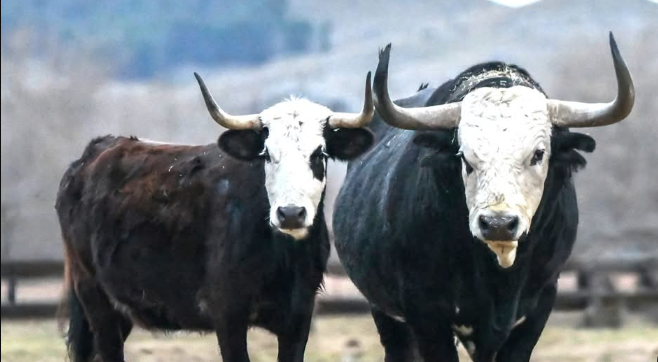 Un 2025 de aires renovados para ‘Caras Blancas’: su nueva finca y su importante camada para la próxima temporada