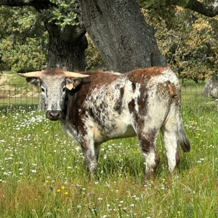 La mítica ganadería mexicana de Caparica se ‘viene’ a Salamanca y asienta también en España su proyecto bravo