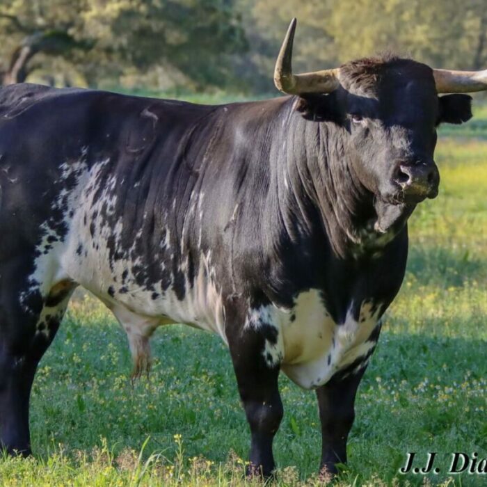 Torazo de Dolores Aguirre para el domingo en San Agustín de Guadalix