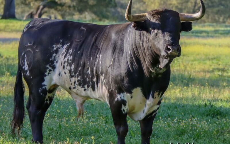 Torazo de Dolores Aguirre para el domingo en San Agustín de Guadalix