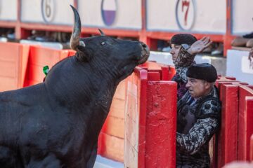 Gracias a Miura por la corrida de hoy en Santander: por fin el TORO de verdad en el ruedo