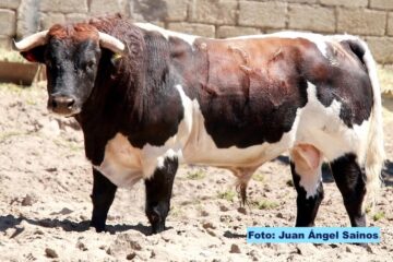 Entre a conocer los toros de Coyotepec para Tlahuelilpan