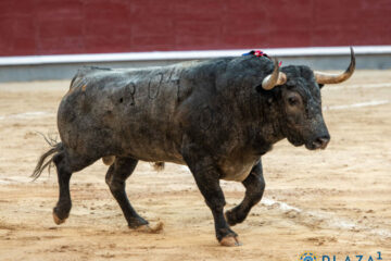 Pedraza de Yeltes y Victorino Martín, en el pódium de la temporada en Madrid 