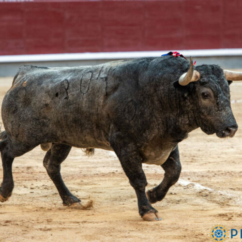 Pedraza de Yeltes y Victorino Martín, en el pódium de la temporada en Madrid 