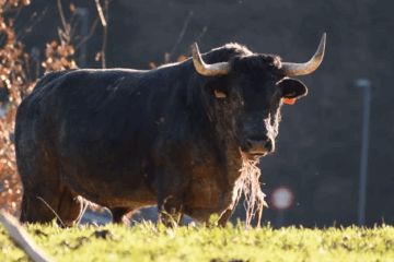 La Administración manda al matadero al completo la ganadería Bergarako Zezenak: adiós a un encaste legendario