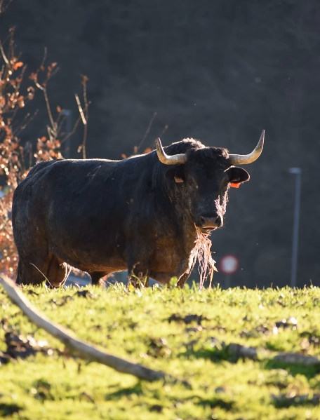 La Administración manda al matadero al completo la ganadería Bergarako Zezenak: adiós a un encaste legendario